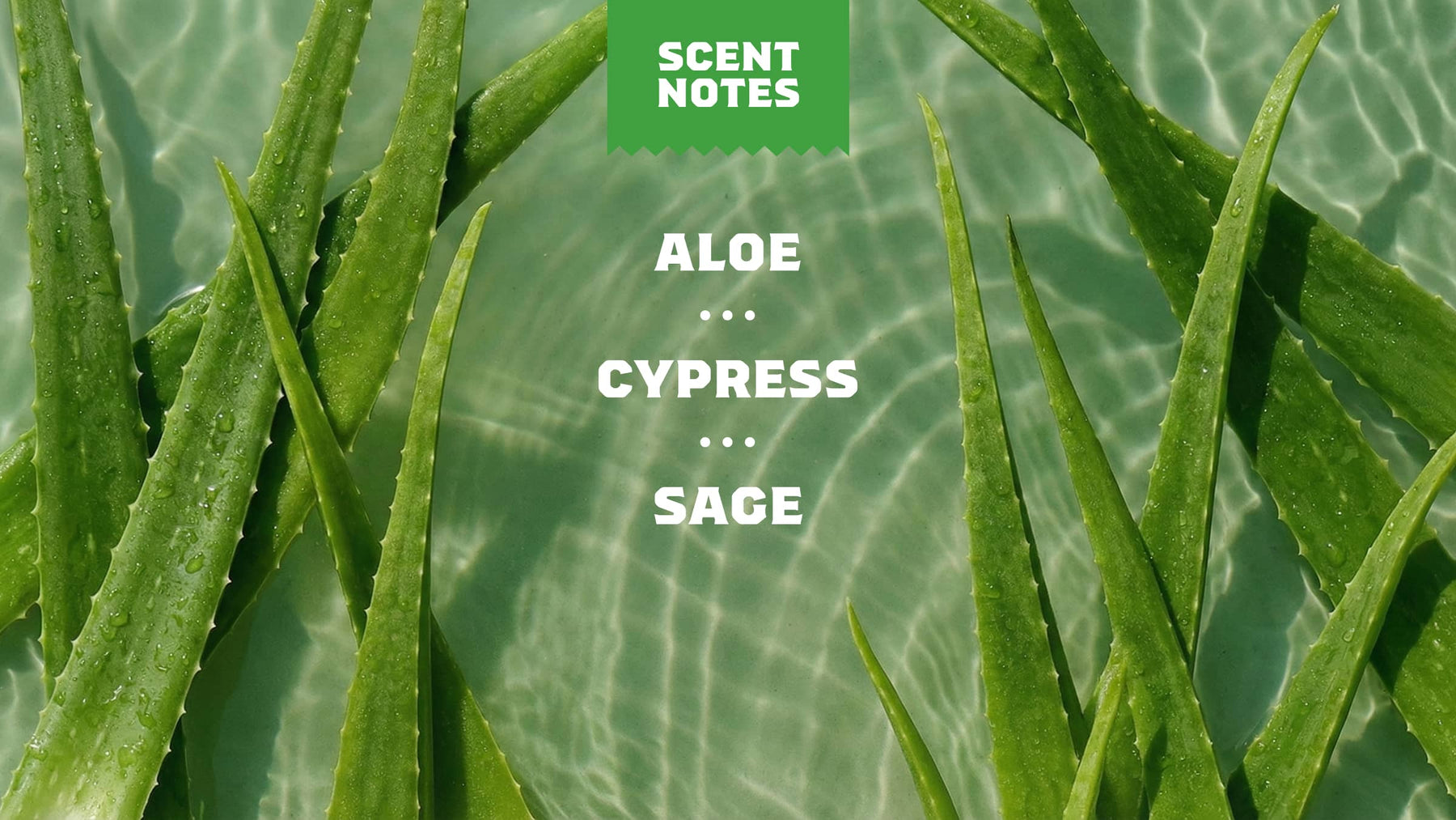 Cool Fresh Aloe Full & Thick Shampoo